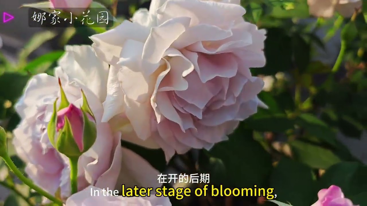 霁色：自带清冷感的蓝灰色月季 sky blueⅵ colorChinese Rose: Blue-gray rose with a cool feeling.