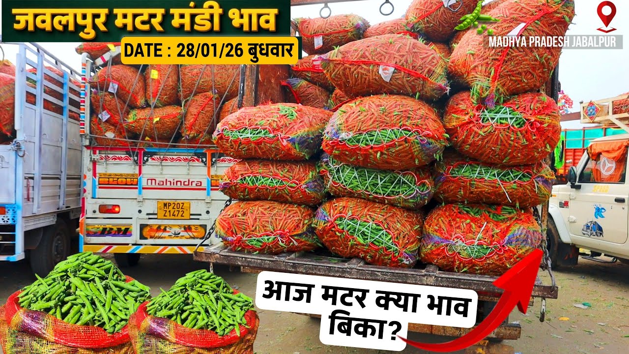 Jabalpur Matar Mandi Bhav Today 28/01/26 | पेंसिल मटर ₹20 तक | फैक्ट्री व व्यापारी रेट