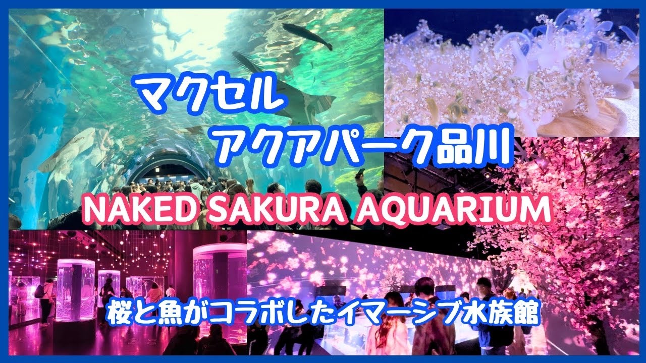 【マクセルアクアパーク品川】NAKED SAKURA AQUARIUM開催中。桜と海の生き物のコラボにプロジェクションマッピングも加わったイマーシブ水族館で春を満喫しよう