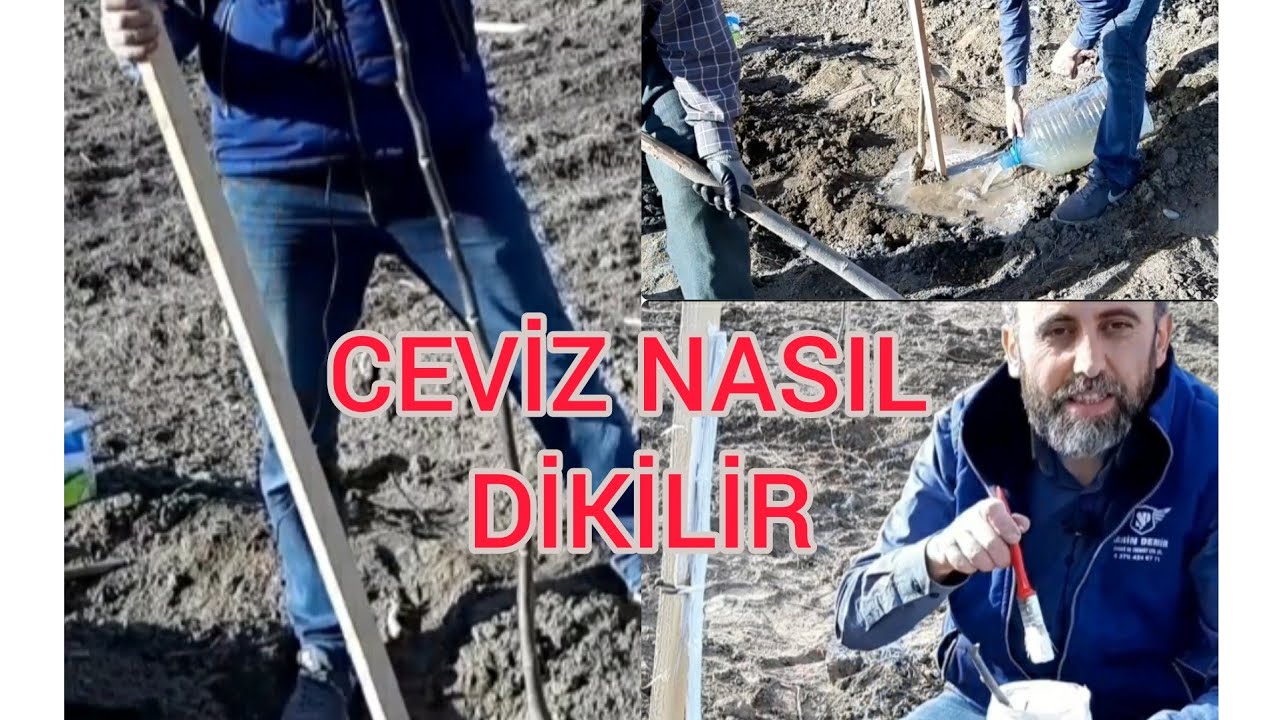 Ceviz fidanı nasıl dikilmelidir? Cevizi bu şekilde dikin ilk sene 3 metre sürgün yapsın