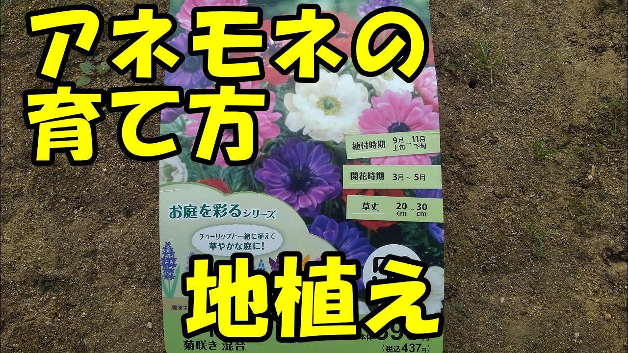 アネモネの育て方　地植え