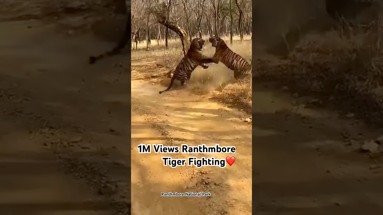 Tiger  fighting for their territory 🔥 #ytshorts #wildlifesafari #ranthambore #tigerreserve #fight