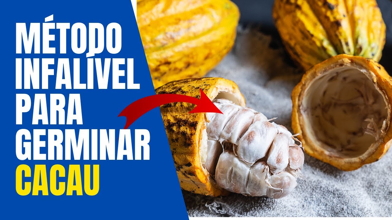 COMO GERMINAR SEMENTES DE CACAU 
