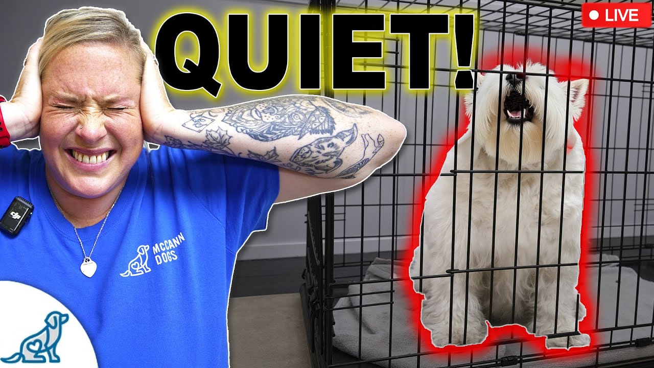 3 Dog Training Steps To Stop ANY Unwanted Behavior