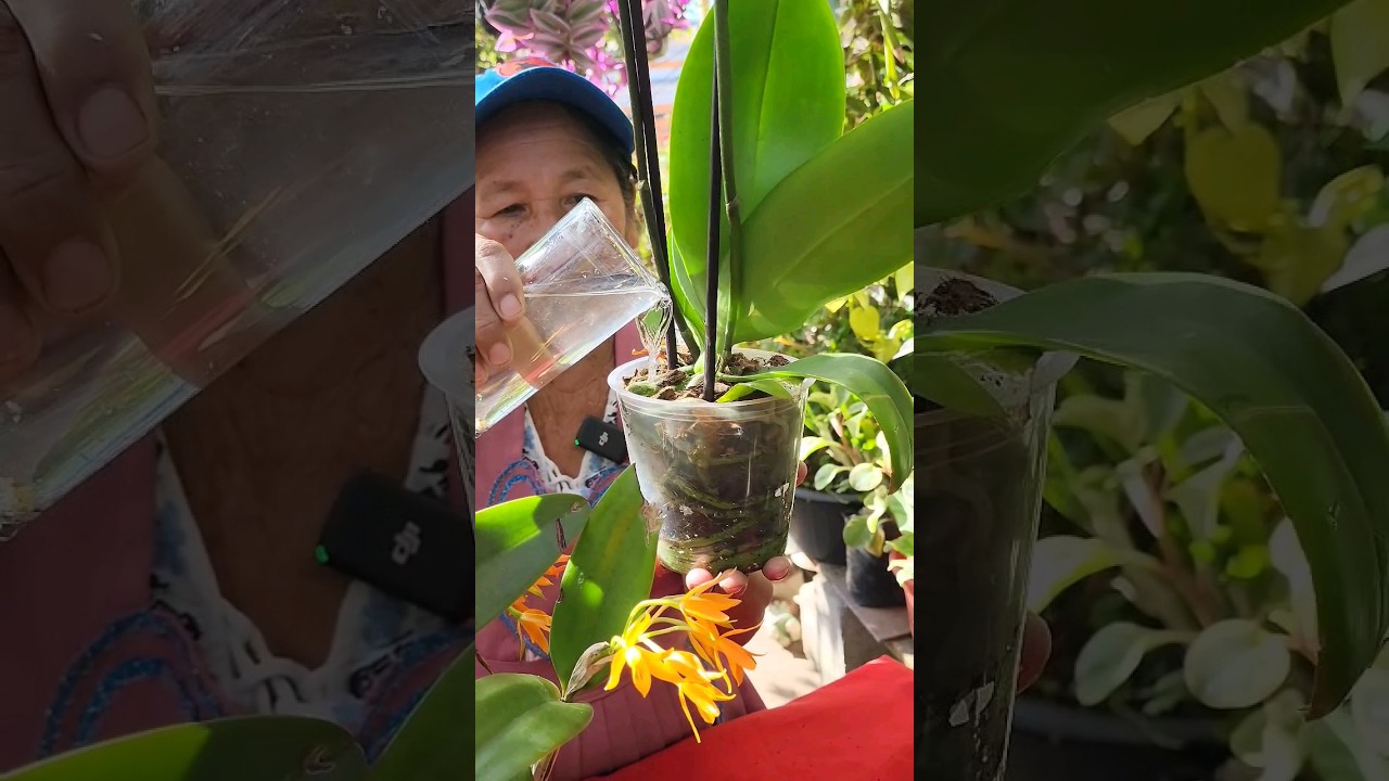Los Cuidados Basicos de Las Orquideas Para Mantenerlas Hermosas #jardin #orquideas