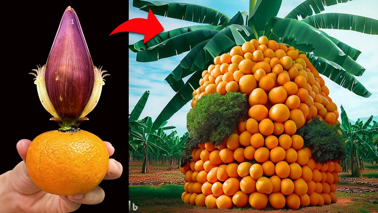 A new method grafting oranges with banana to get the fruit together on the banana tree
