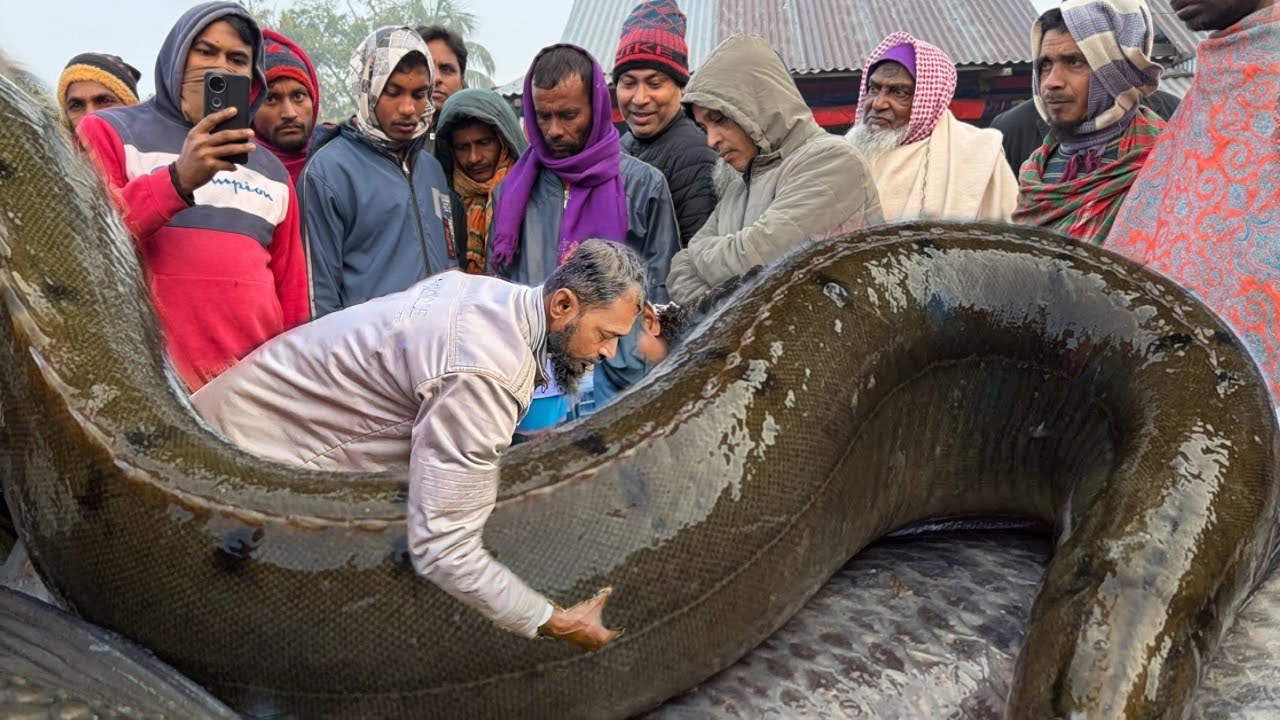 পদ্মার কাটার মাছ নারিশা ঘাটেই সম্ভব! হাজারো মানুষের ভির চরের শাক সবজি কেনার জন্য।Today fishmarkat. 