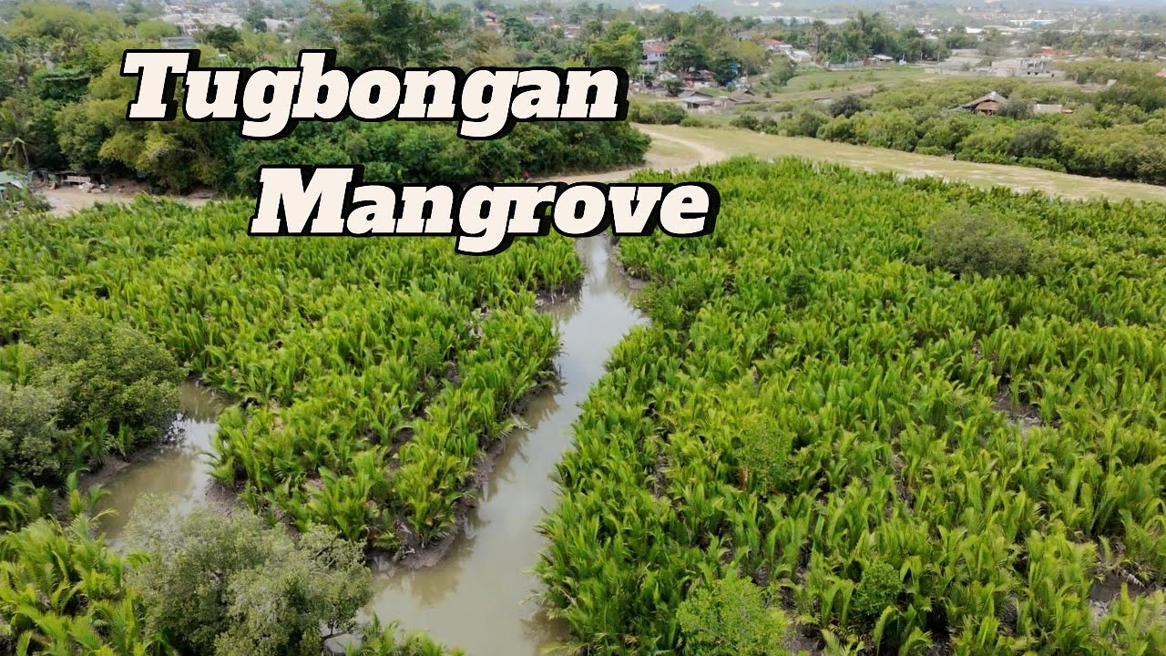 Tugbongan Mangrove