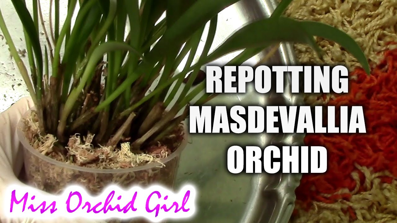 Repotting Masdevallia Bellavallia orchid