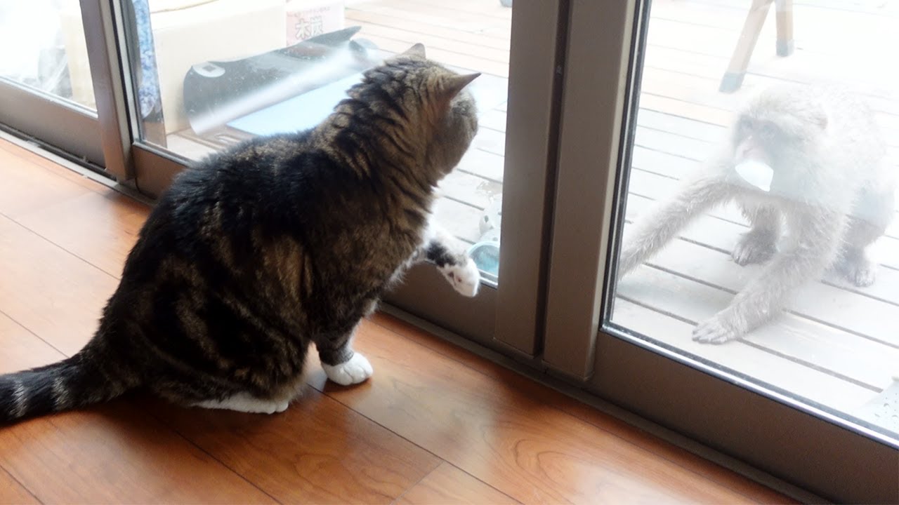 おサルさんの相手をしてる場合じゃなかったまるさん。-Maru remembered more important thing.-