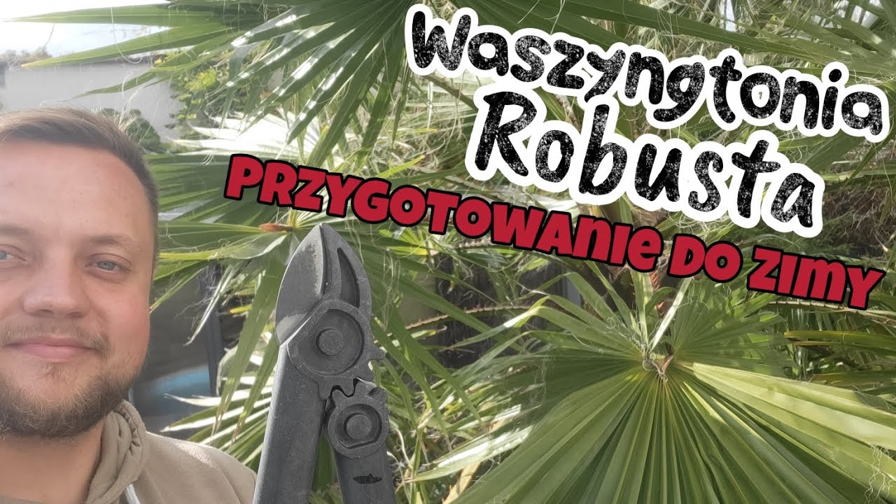 Jak Zimujemy Palme Waszyngtonie ?!  Zabezpieczamy Banany Na Zimę !
