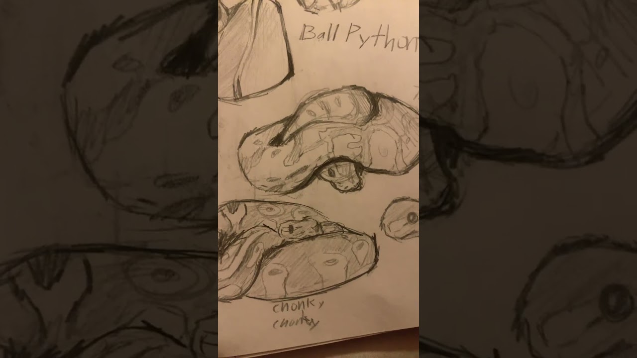 Snake doodles :) #art #snake #ballpython #hognosesnake #pencildrawing #odetari