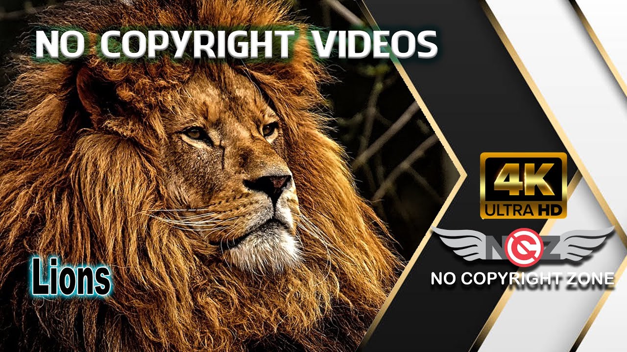 No Copyright Videos -Lions -The King of Forest - Lion King - Panthera leo - No Copyright Zone