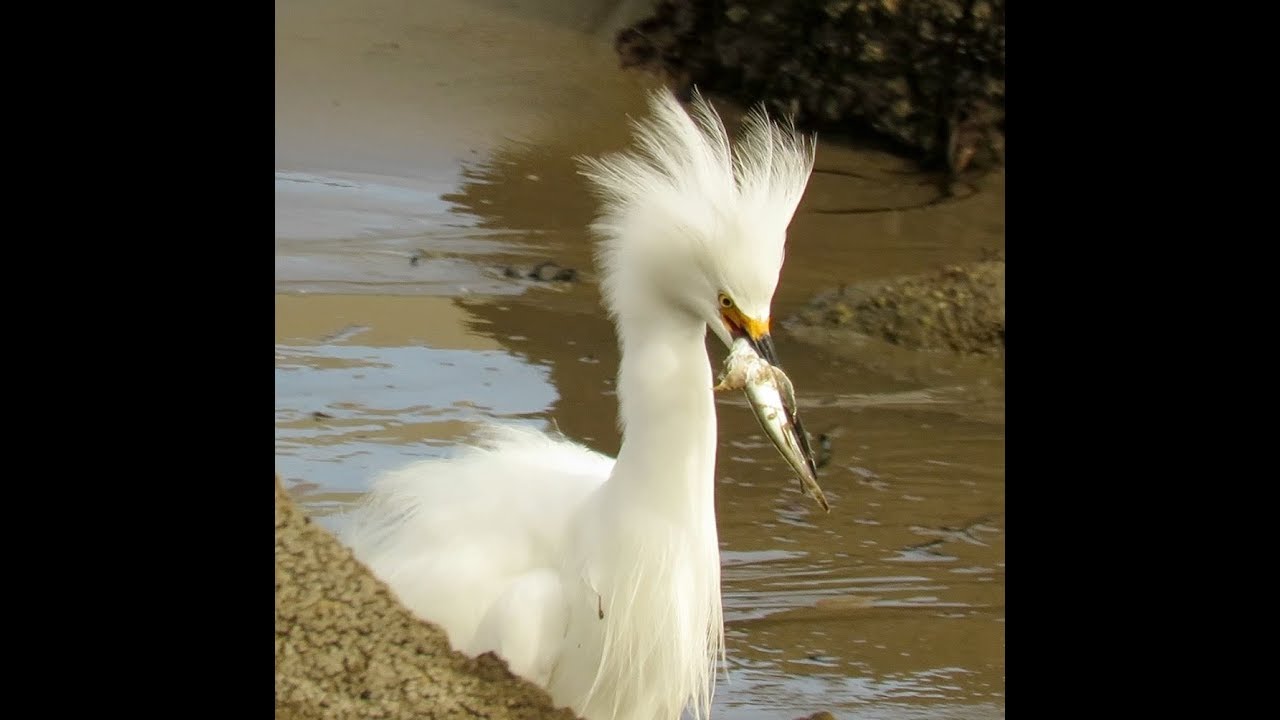 2019 SLO Birds in Review