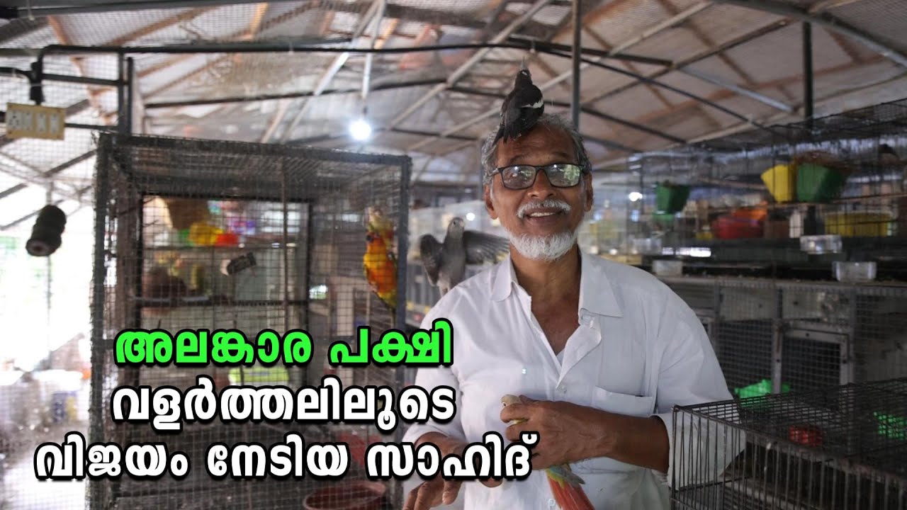 ഓമനിച്ചു വളർത്തുന്ന അലങ്കാര പക്ഷികൾ ,സാഹിദിന്റെ വിജയത്തിന് വഴി കാട്ടിയവർ |Sahid Bird Farm Ernakulam