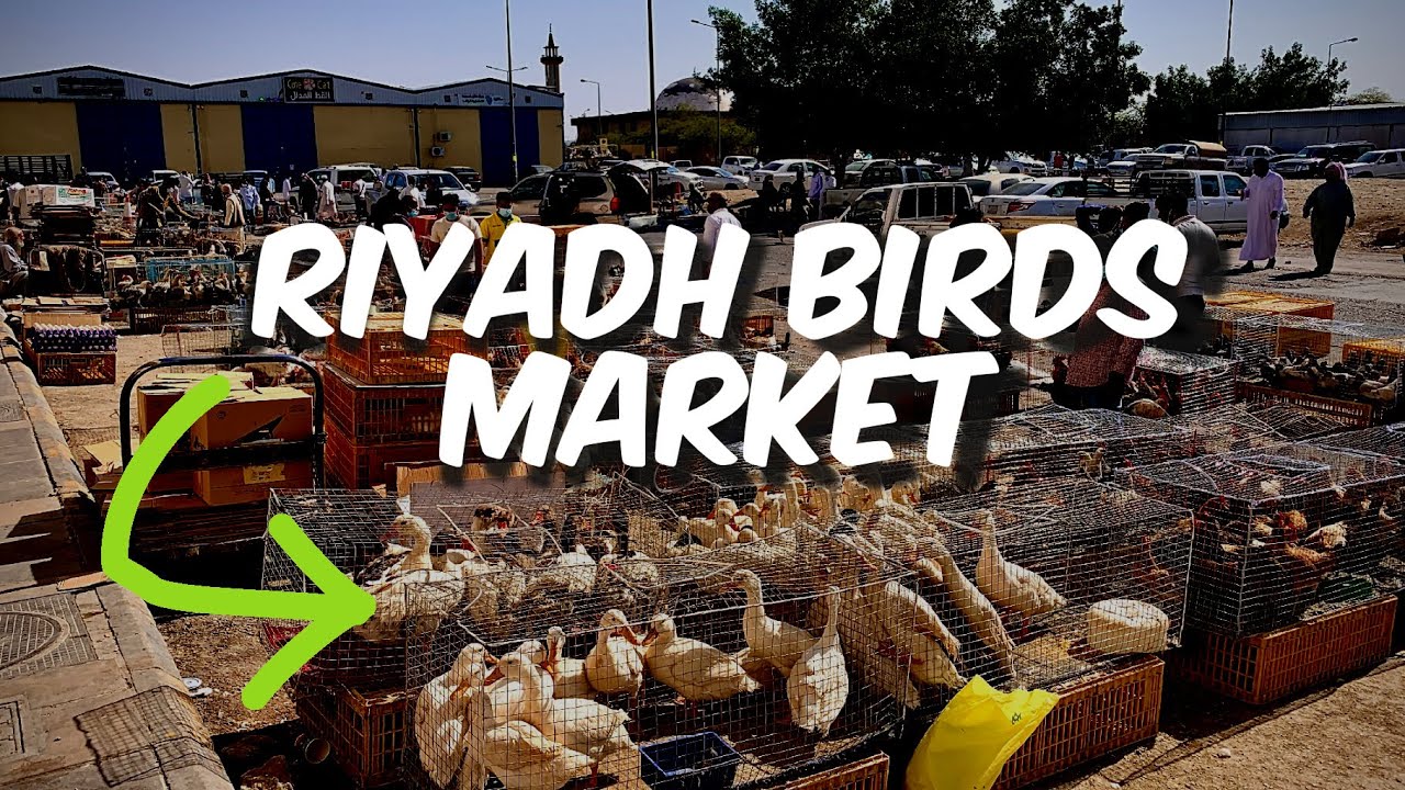 Riyadh Live Bird's Market | Very Cheap!