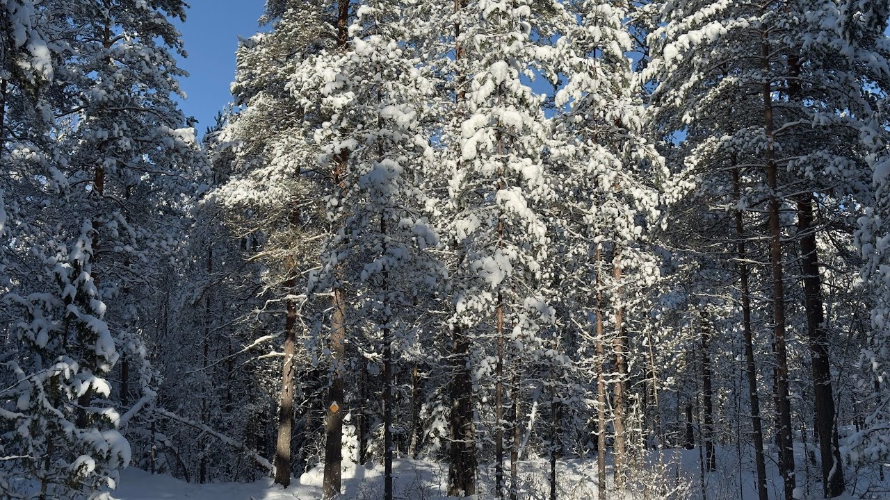 Sipoonkorpi National Park in Finland
