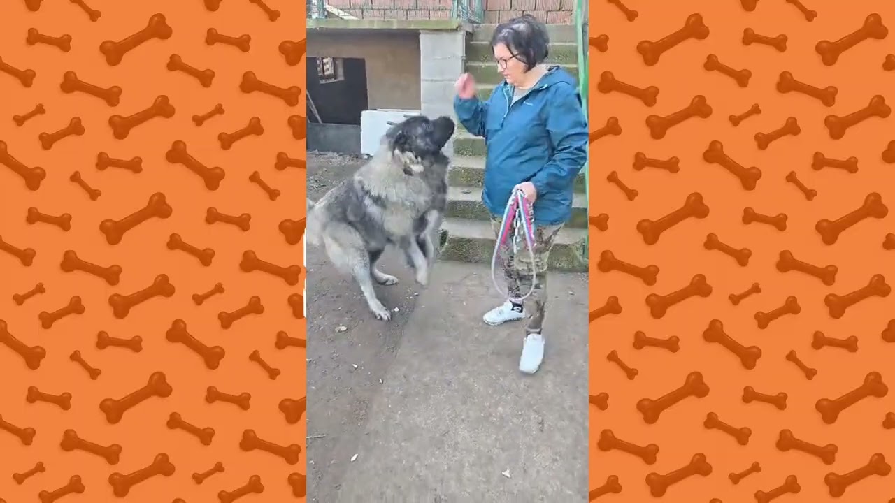 Dresura kavkaskog ovčara &ndash; strpljenje i doslednost / Caucasian shepherd training