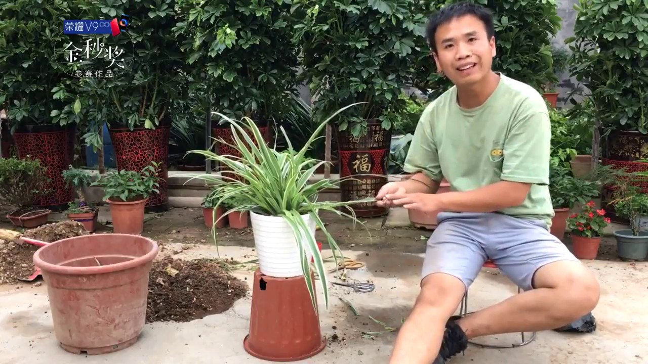 【小花匠】这样养的吊兰，才容易爆盆，你学会了么？