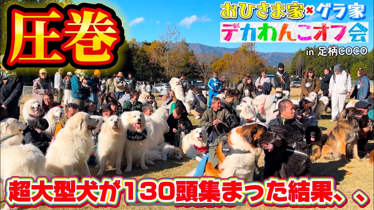 【主催してみた】360°超大型犬に囲まれたことありますか？　　　　　　　　　　　　　#犬