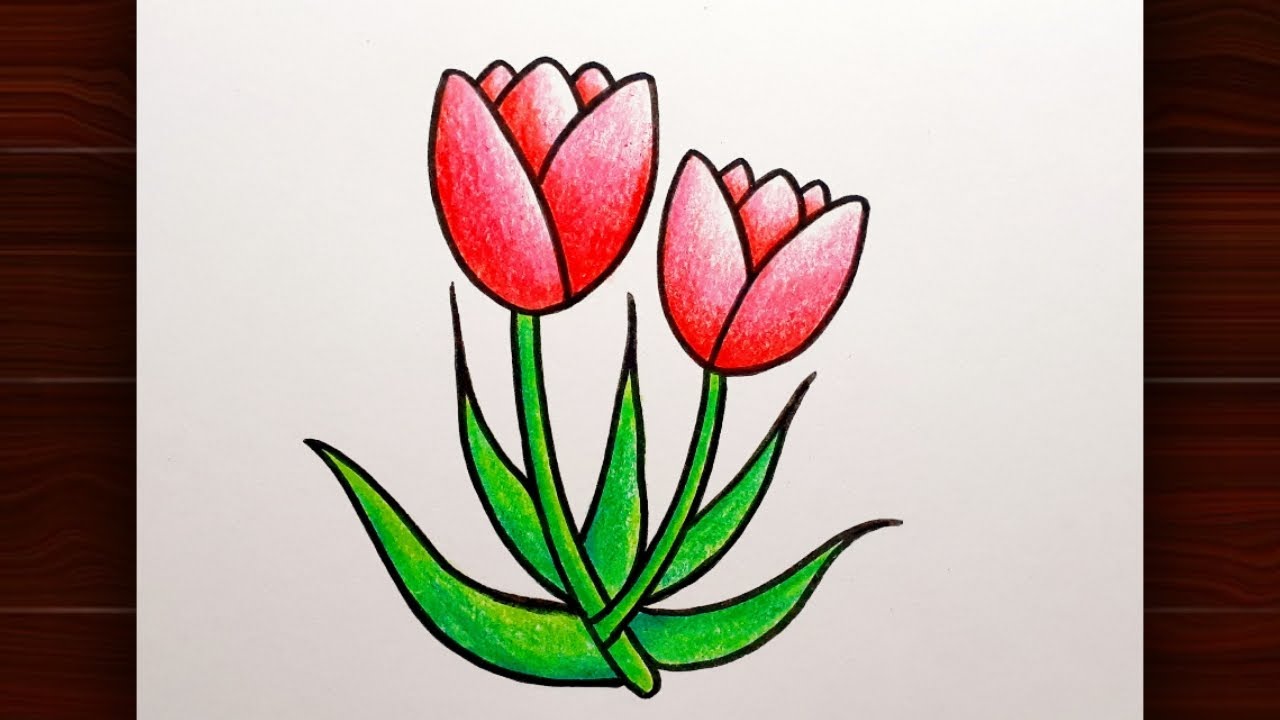 Tulip Flower Drawing || How to Draw Tulip Flower || Tulip Flower Drawing for Beginners..