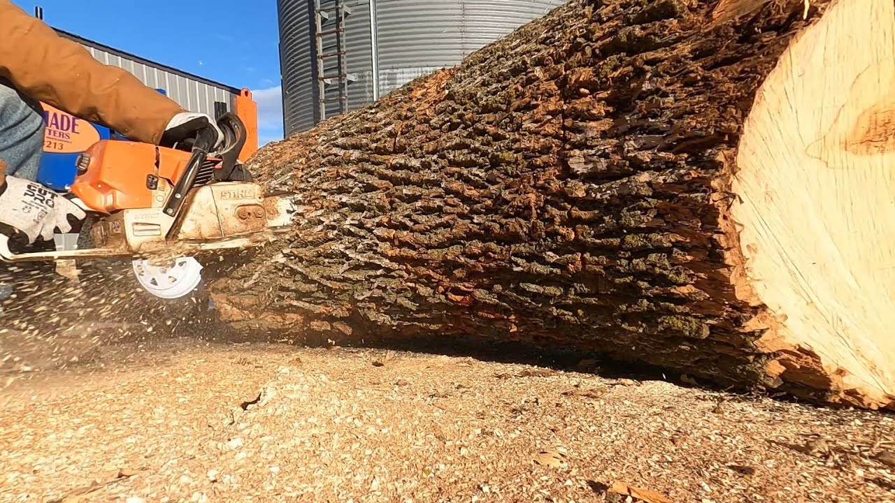 Stihl 461 Cutting Firewood : Heaven in a World Gone Crazy