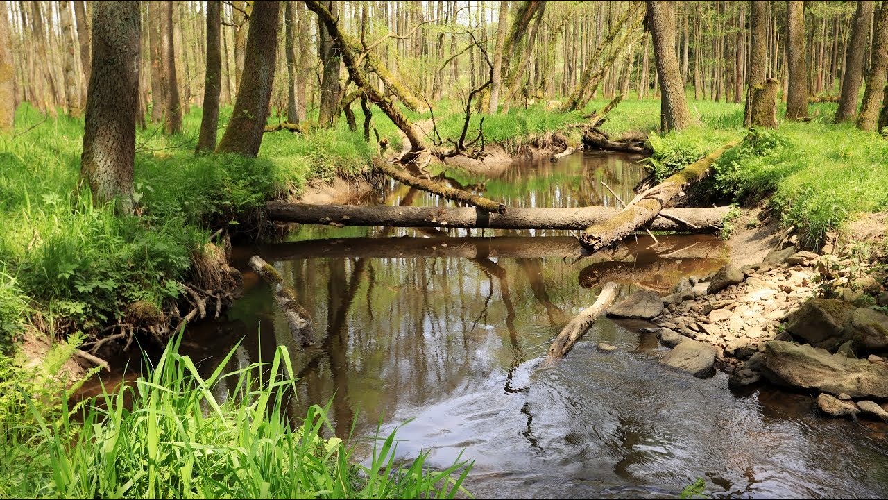 Český les - Nemanický potok, Mýtnice a Lískovec. Along the Nemanický stream.