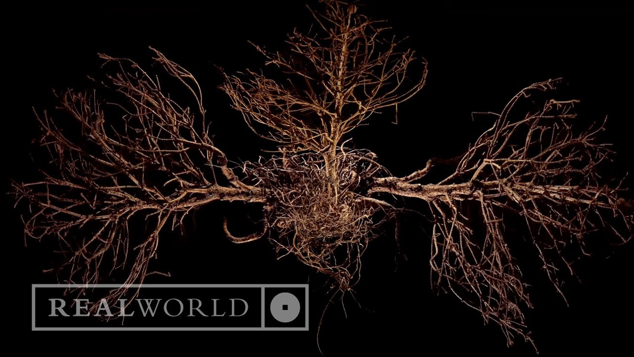 John Metcalfe - Xylem (Official Video)