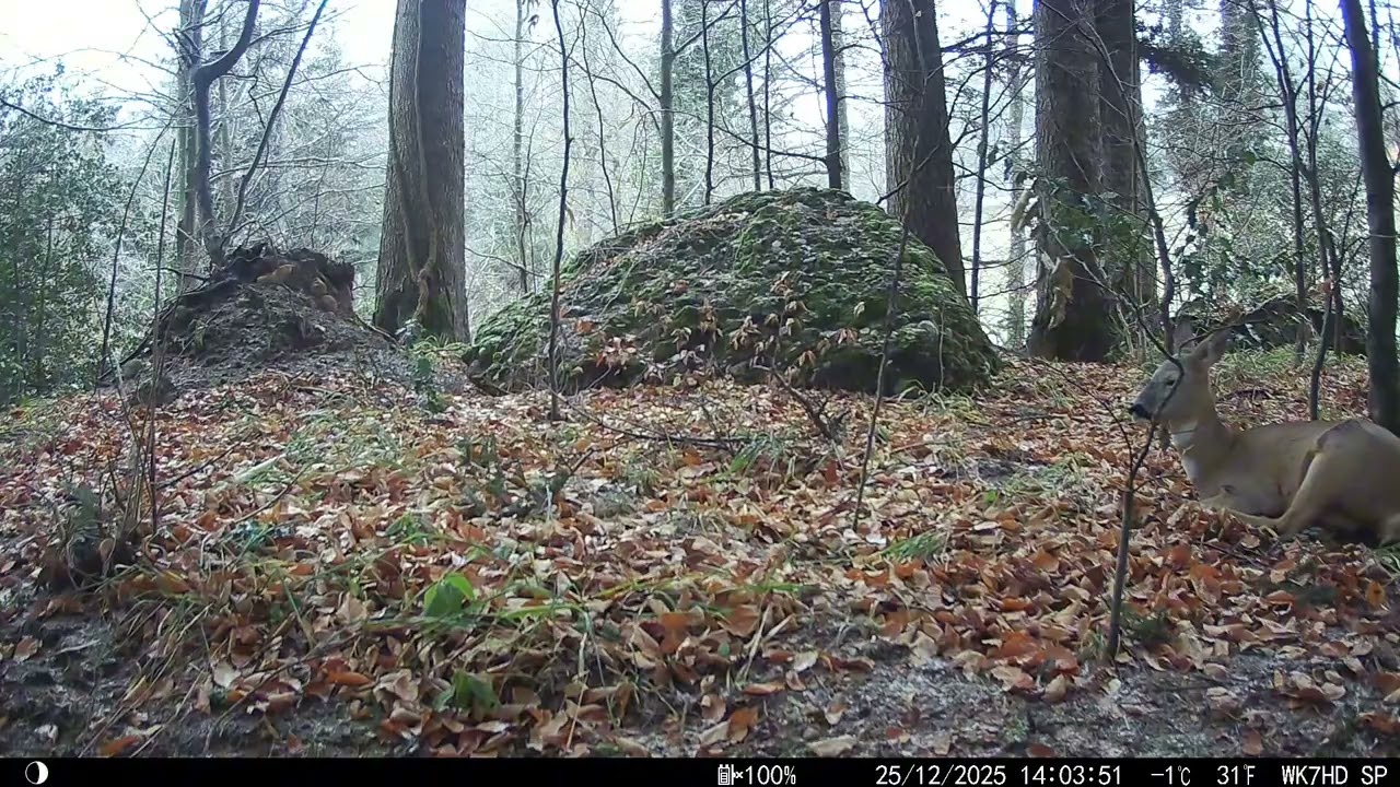 One of a deers favourite place to rest - forest