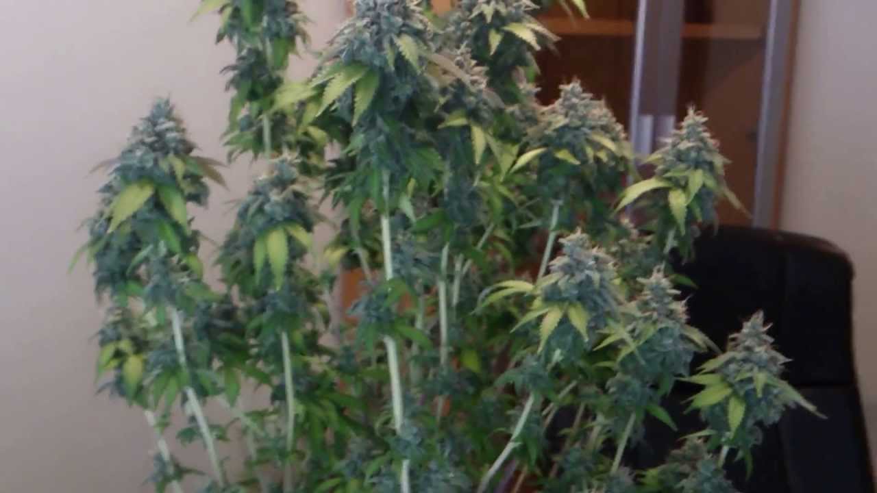 Fire OG Kush Wk 10