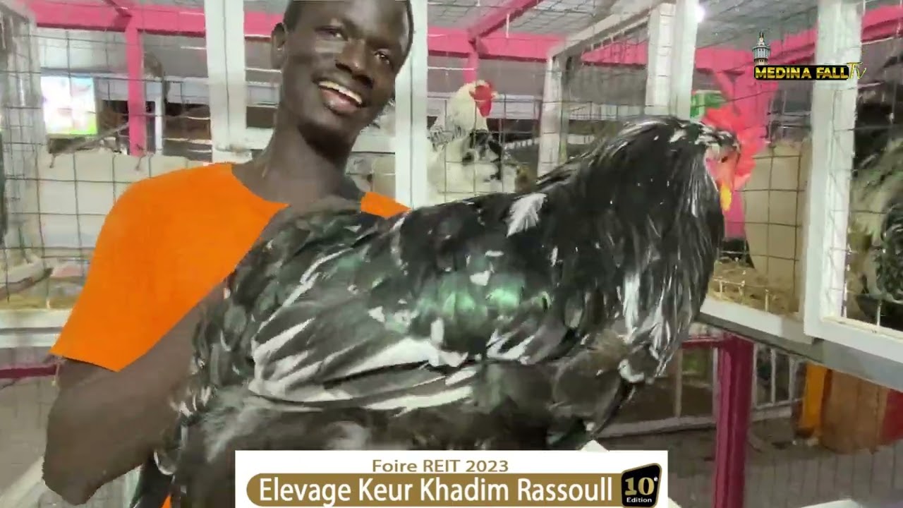 Poule d’ornement 😳exposition de elévage keur khadim rassoul REIT 2023