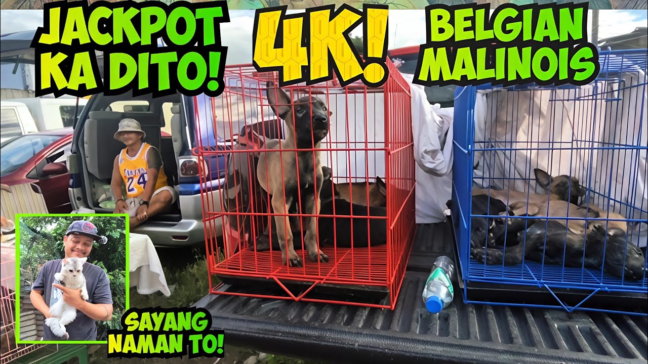 HOME BRED PALA KAYA PANALO ANG PRESYO! BOCAUE BULACAN PET MARKET UPDATE 12/19/25