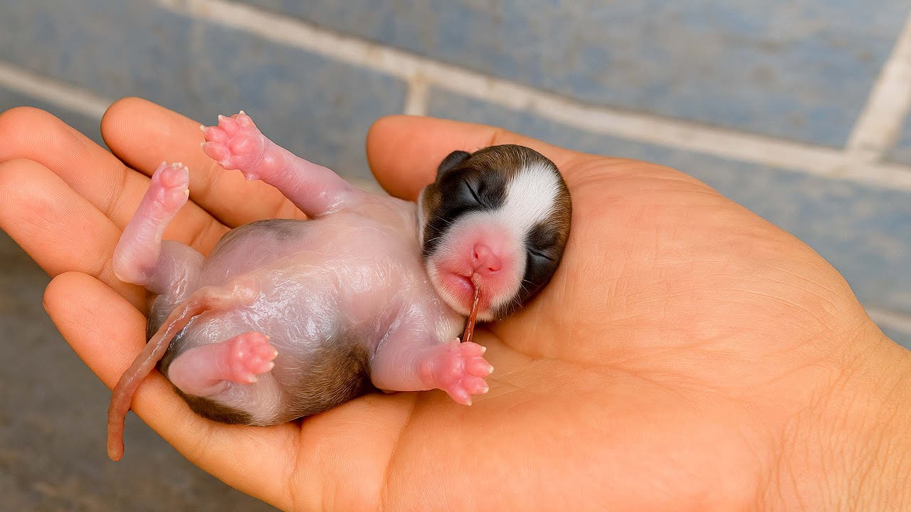 Я был в шоке! Собака 🐶 тайно пробралась в мой дом ночью и родила 3 милых щенка. 🐶🐕❤😘🥰🥰🥰