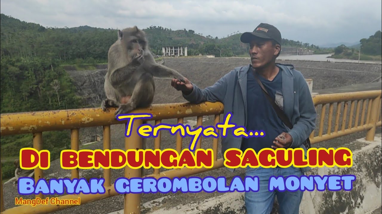 Di waduk Saguling ternyata banyak gerombolan monyet