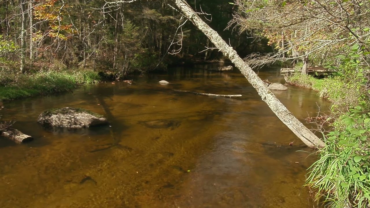 Fishing the South Branch Oconto River in Wisconsin