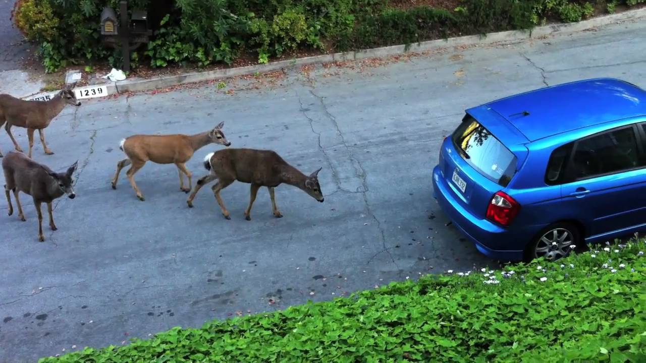 Cat vs. Deer