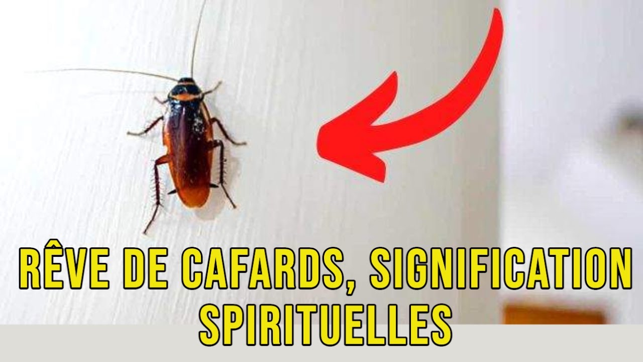 Vous r&ecirc;vez de cafards ? voici les significations spirituelles