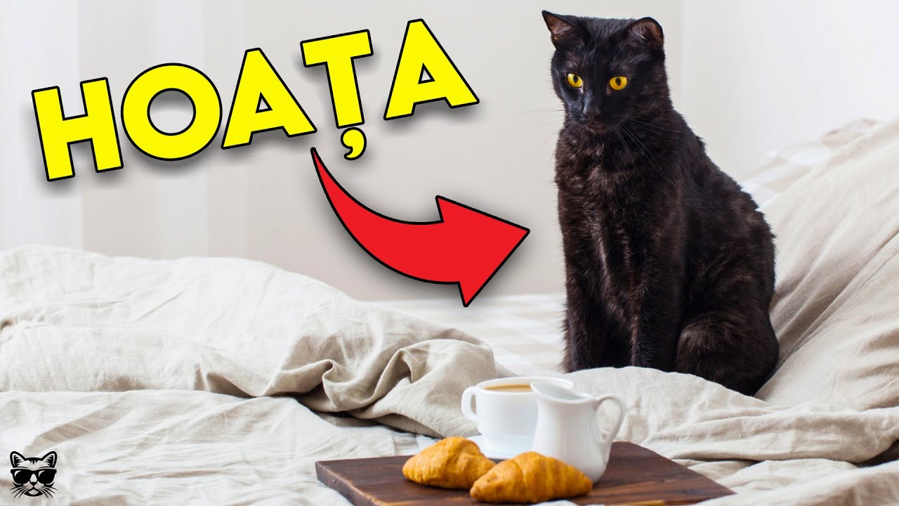De Asta Iti Fura Pisica Locul! Nu Te-ai Fi Gandit Niciodata La Asta!