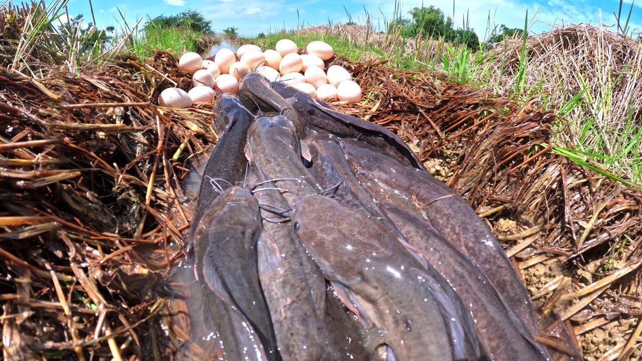 wow Top video, skills catch fish in water and pick duck eggs in rice field