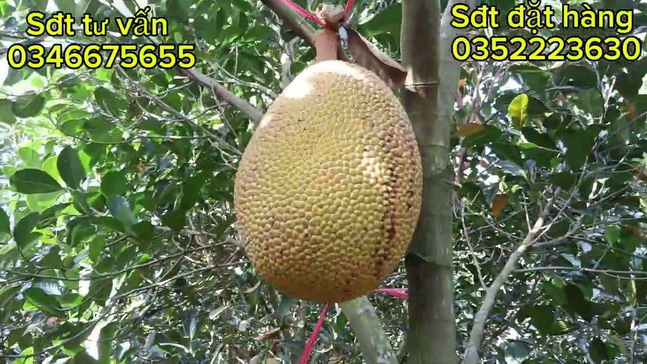 Thăm vườn chú 4 ở trà vinh chia phân hữu cơ xịt mít ruột đỏ kích bông lớn trái nha cả nhà 