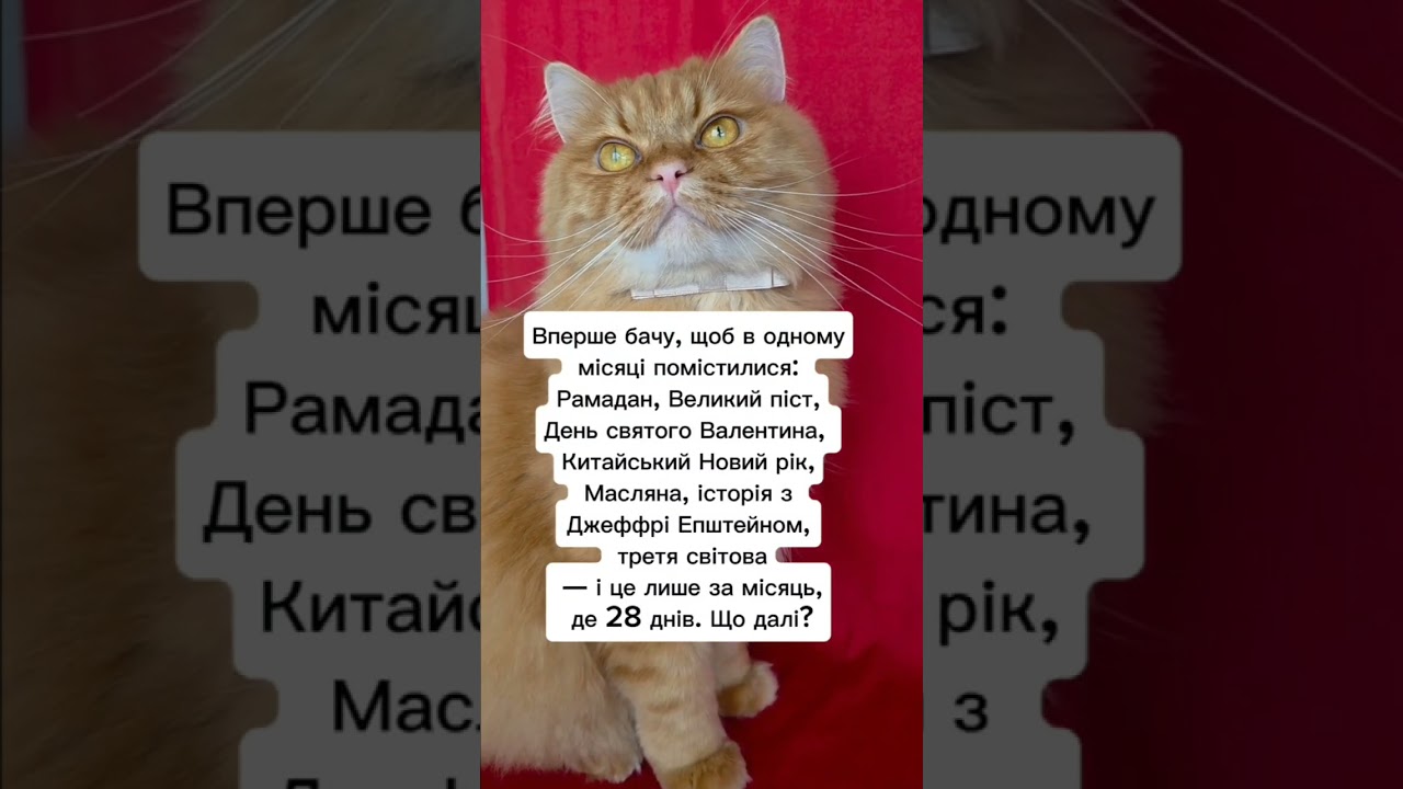 Що далі? #війна #війнавукраїні #життяяквоноє #кітблогер #гуморукраїна #cat