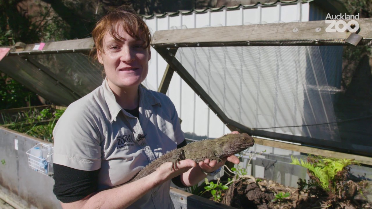 Zoo Tales - Truly unique tuatara