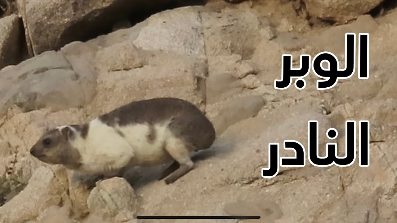الوبر النادر