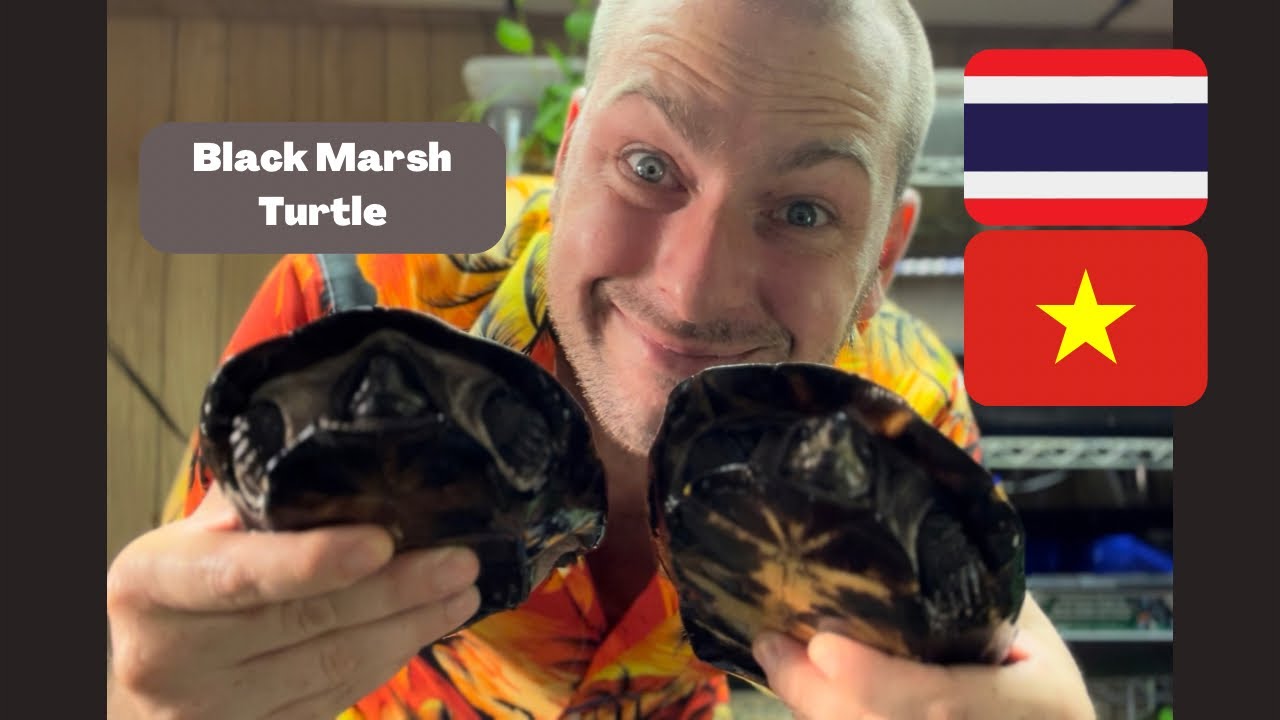 Black Marsh Turtle (Siebenrockiella crassicollis)