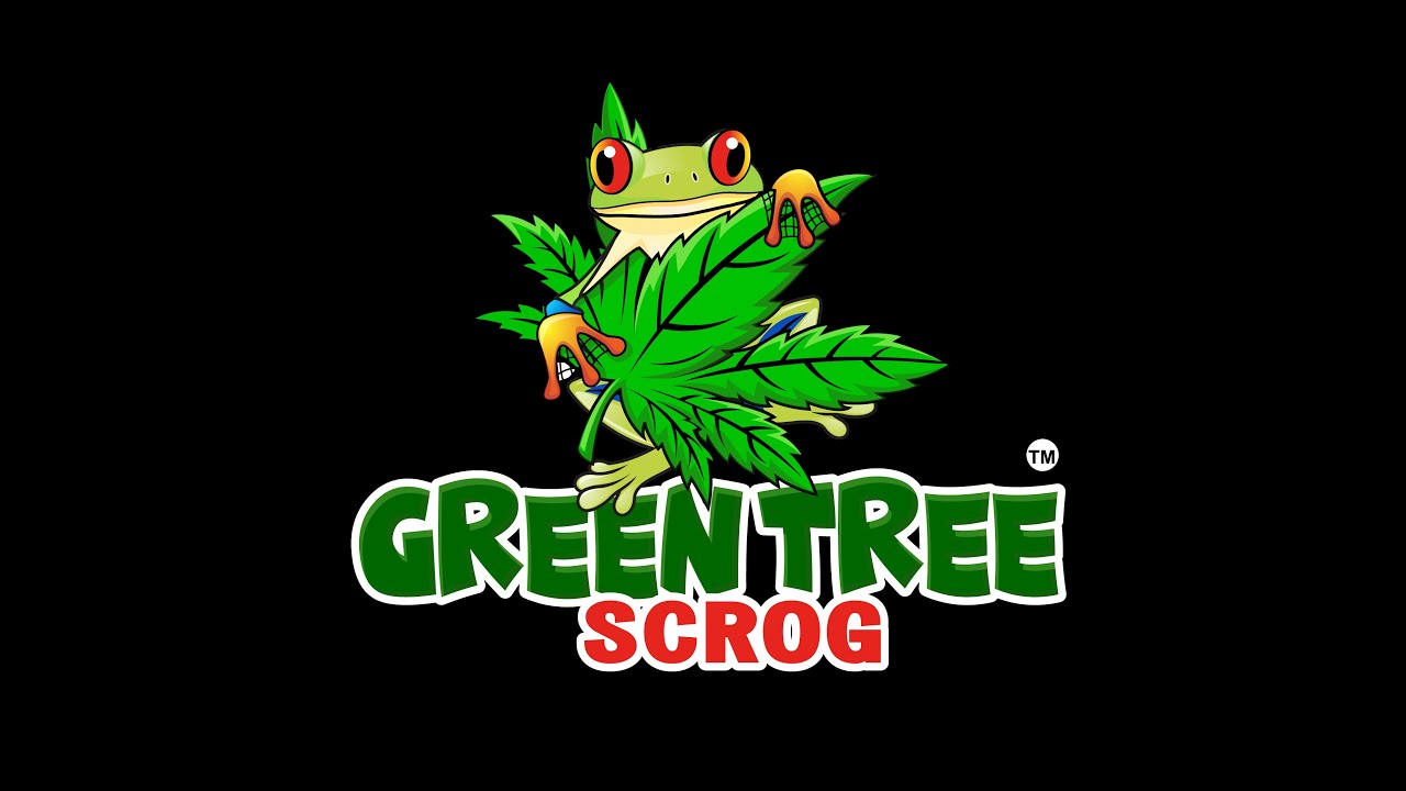 BEST SCROG 2022 | Scrogging Revolutionized! Scrog for Cannabis Growers! Scrog Plant Training