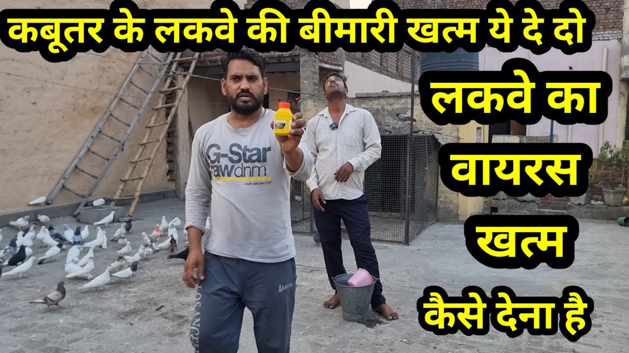 Kabutar ke Lakwe ki bimari khatam ye De Do
