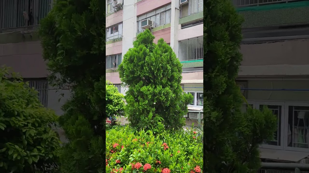 Walking near Choi wan estate, Choi hung, Ngau chi wan area, Kowloon east