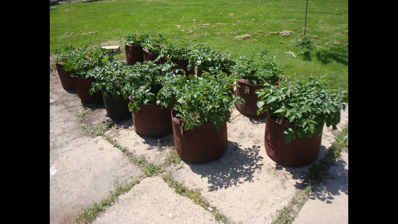 Potato Grow Bag Experiment