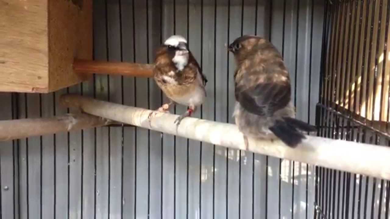 New Bengalese Finch Fledglings