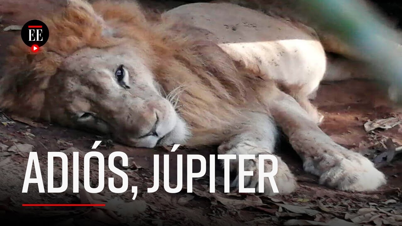 Murió Júpiter, el león rescatado por Ana Julia Torres - El Espectador